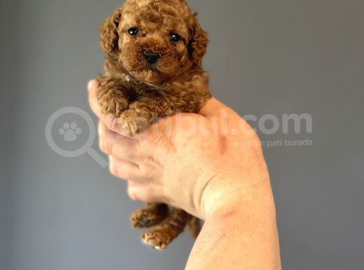Toy Poodle Garanti̇li̇ Mükemmel Kali̇te Bebekler