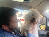 Toy poodle Maltipoo Kopegime yuva ariyoruz