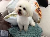 Toy Poodle Maltipoo Kopegime Yuva Ariyoruz