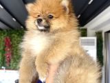 Pomerian Karamel
