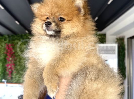 Pomerian Karamel görsel