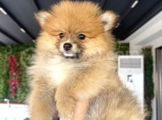 Pomerian Karamel görsel
