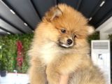 Pomerian karamel