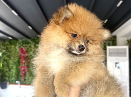 Pomerian Karamel