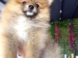 Pomerian Karamel