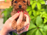 3 Aylik Toy Poodle