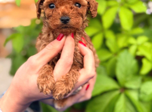 3 Aylik Toy Poodle görsel
