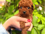 3 aylik toy poodle