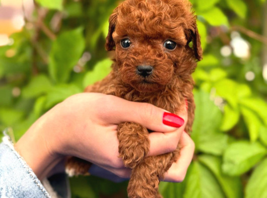 3 Aylik Toy Poodle