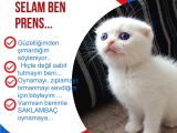 Aslan Parçasi
