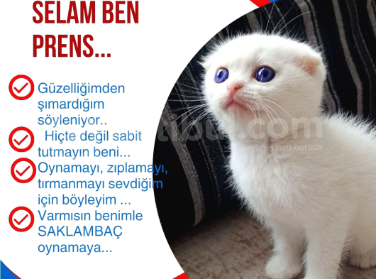 Aslan Parçasi görsel