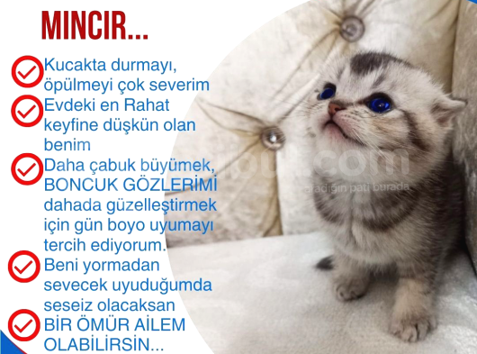 Aslan Parçasi görsel