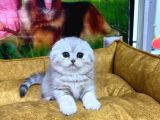 VONALP PET GARANTISIYLE EFSANE KALITEDE SCOTTISH FOLD YAVRULAR