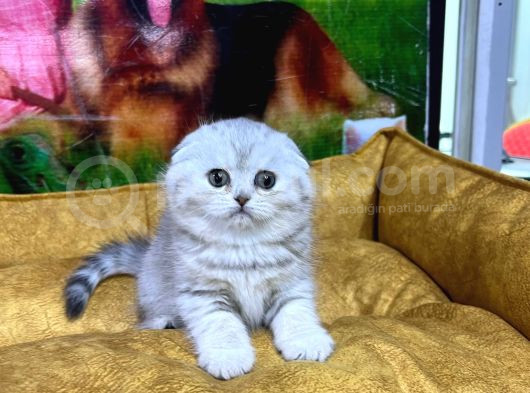 Vonalp Pet Garantisiyle Efsane Kalitede Scottish Fold Yavrular