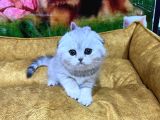 Vonalp Pet Garantisiyle Efsane Kalitede Scottish Fold Yavrular