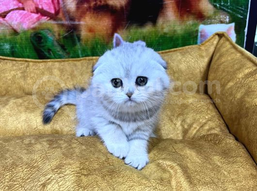 Vonalp Pet Garantisiyle Efsane Kalitede Scottish Fold Yavrular görsel