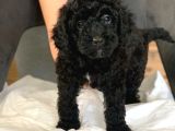 Anne Yaninda Safkan Orji̇nal Si̇yah Poodle Yavrulari