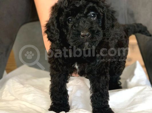 Anne Yaninda Safkan Orji̇nal Si̇yah Poodle Yavrulari görsel
