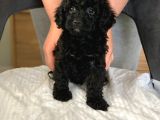 Anne Yaninda Safkan Orji̇nal Si̇yah Poodle Yavrulari
