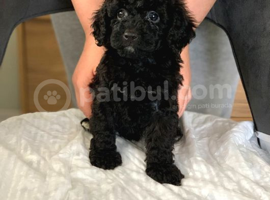 Anne Yaninda Safkan Orji̇nal Si̇yah Poodle Yavrulari görsel