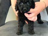 ANNE YANINDA SAFKAN ORJİNAL SİYAH POODLE YAVRULARI