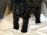 Anne Yaninda Safkan Orji̇nal Si̇yah Poodle Yavrulari