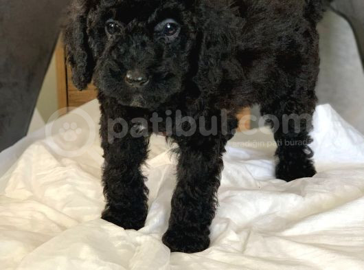 Anne Yaninda Safkan Orji̇nal Si̇yah Poodle Yavrulari görsel