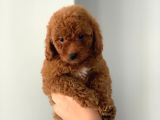 Kendi̇ Köpeği̇mi̇zi̇n Yavrulari Orji̇nal Erkek Poodle