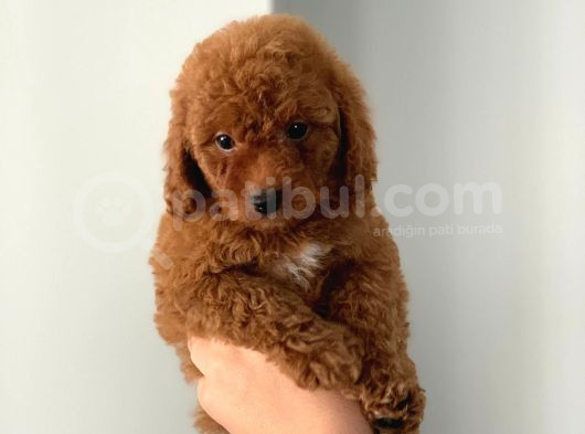 Kendi̇ Köpeği̇mi̇zi̇n Yavrulari Orji̇nal Erkek Poodle görsel