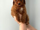 Kendi̇ Köpeği̇mi̇zi̇n Yavrulari Orji̇nal Erkek Poodle