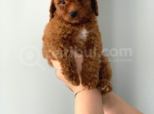 Kendi̇ Köpeği̇mi̇zi̇n Yavrulari Orji̇nal Erkek Poodle görsel