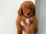 KENDİ KÖPEĞİMİZİN YAVRULARI ORJİNAL ERKEK POODLE