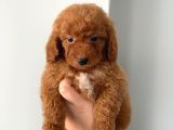 Kendi̇ Köpeği̇mi̇zi̇n Yavrulari Orji̇nal Erkek Poodle