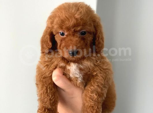 Kendi̇ Köpeği̇mi̇zi̇n Yavrulari Orji̇nal Erkek Poodle görsel