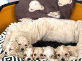 Maltipoo bebekler