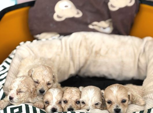 Maltipoo Bebekler