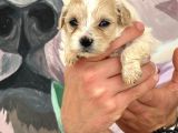 Maltipoo Bebekler