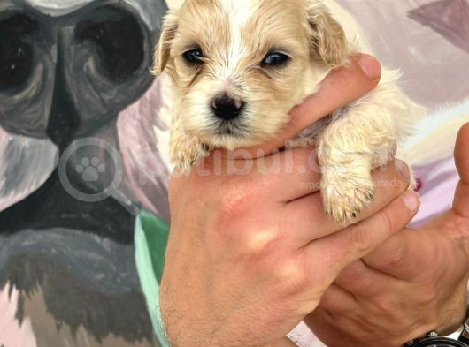 Maltipoo Bebekler görsel