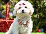 Kar Beyaz Tüy Dökmeyen Maltese Bebekler