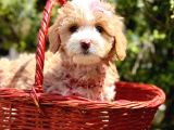 Maltipoo Büyümeyecek Yavrular