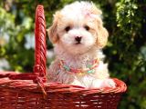 Mini Tüy Dökmeyen Maltipoo