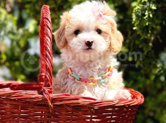 Mini Tüy Dökmeyen Maltipoo görsel