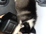 2 Aylık ilk aşıları yapılmış yavru huskymiz