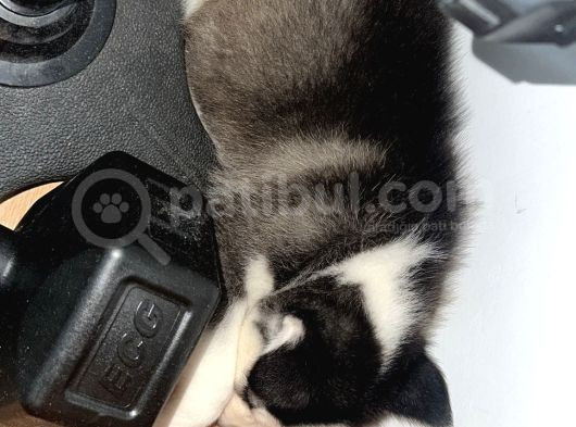 2 Aylık Ilk Aşıları Yapılmış Yavru Huskymiz