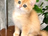 Altın Parlaklığında Golden British Shorthair