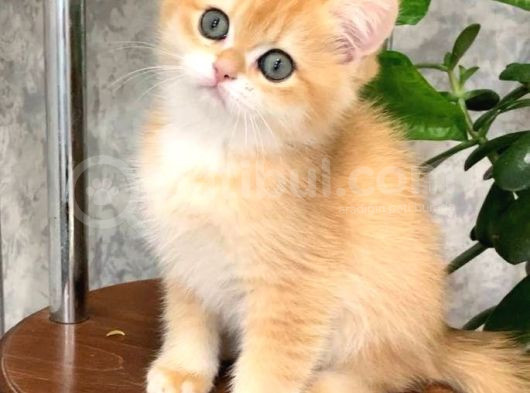 Altın Parlaklığında Golden British Shorthair görsel