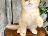 Altın Parlaklığında Golden British Shorthair