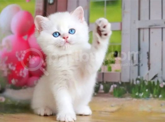 Kusursuz Asil Silver British Shorthair görsel
