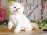 Kusursuz Asil Silver British Shorthair