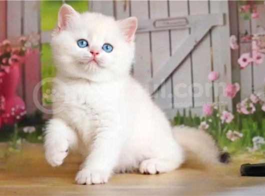 Kusursuz Asil Silver British Shorthair görsel